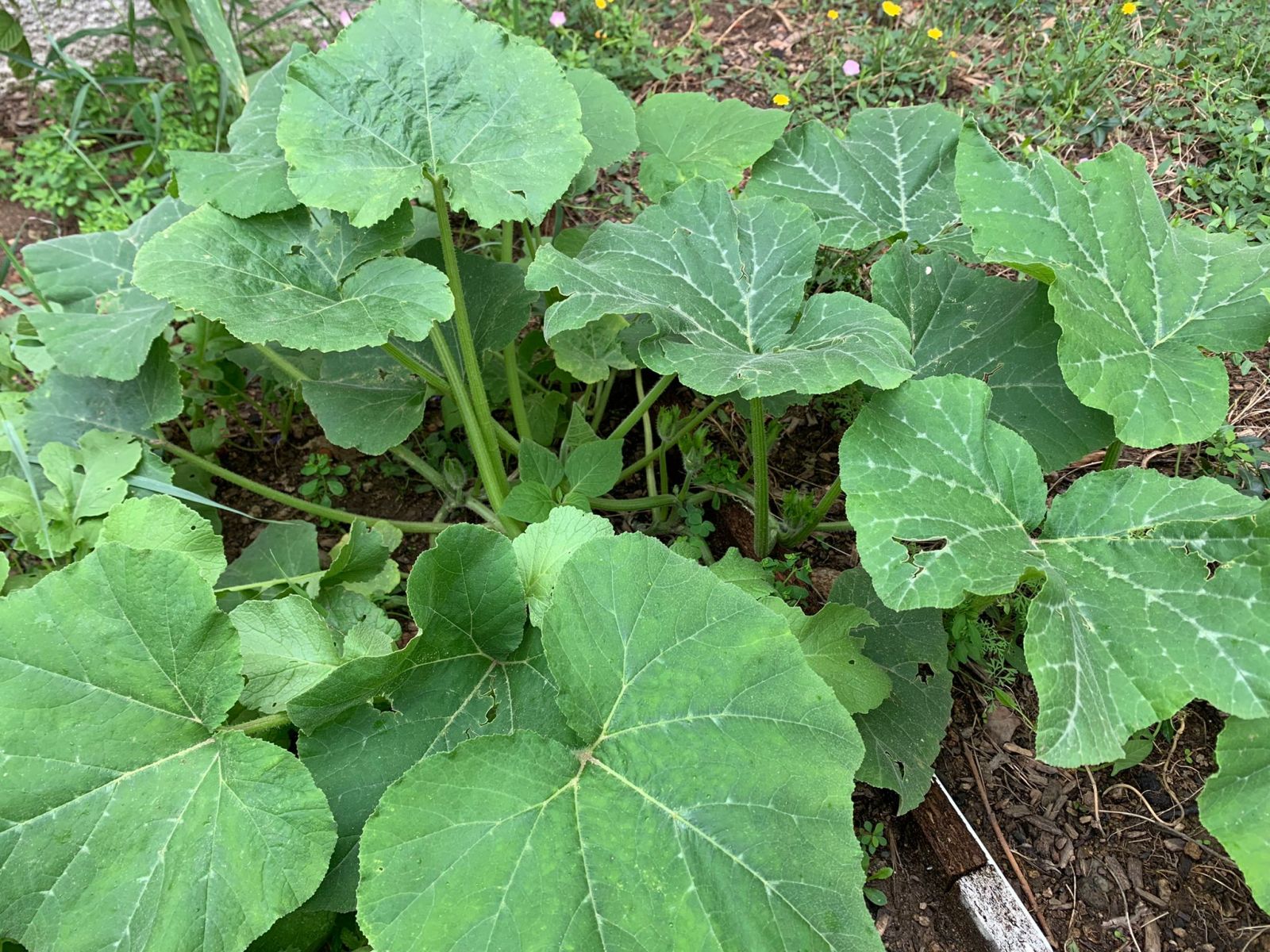 Les-courges