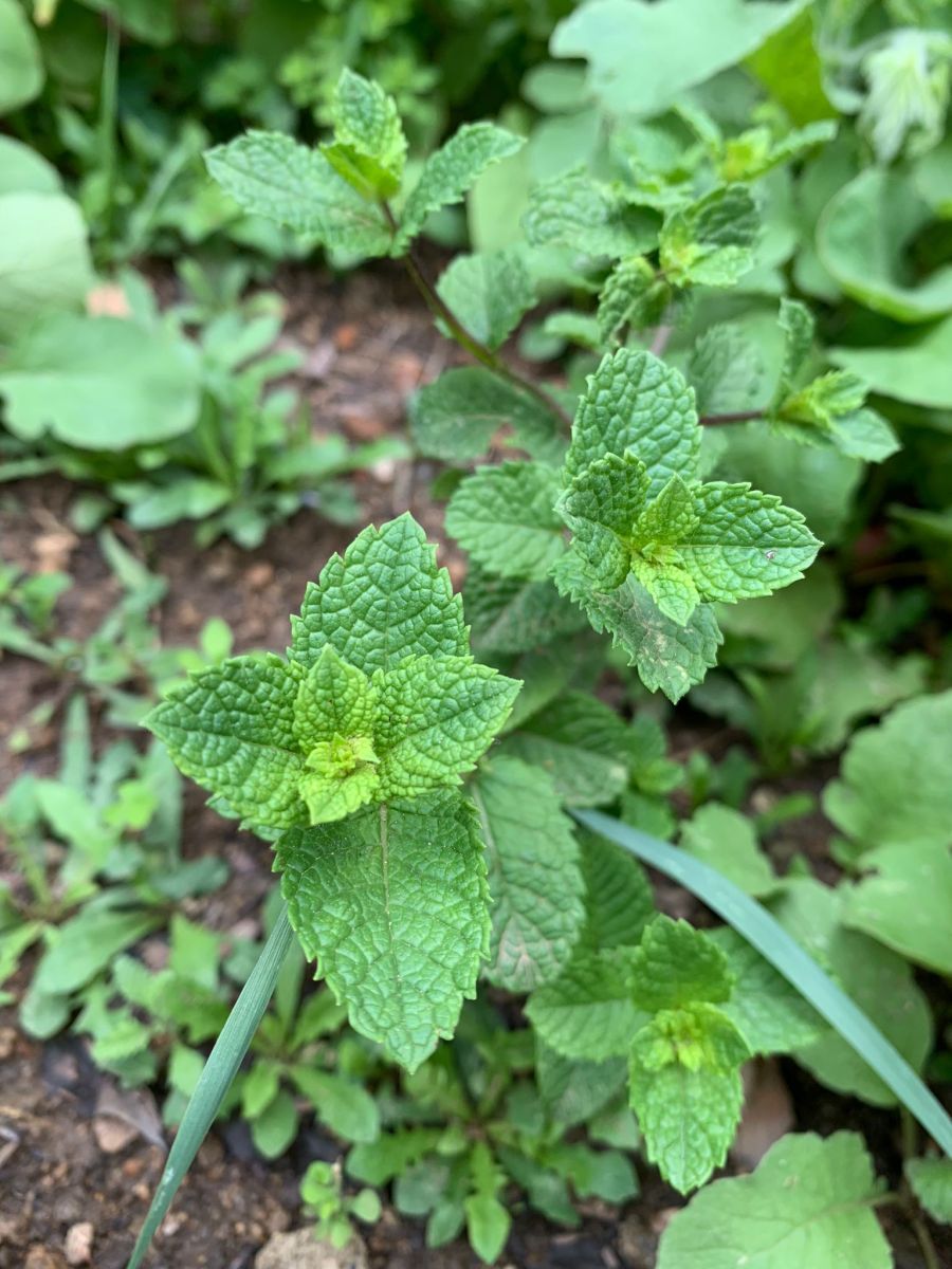 la-menthe